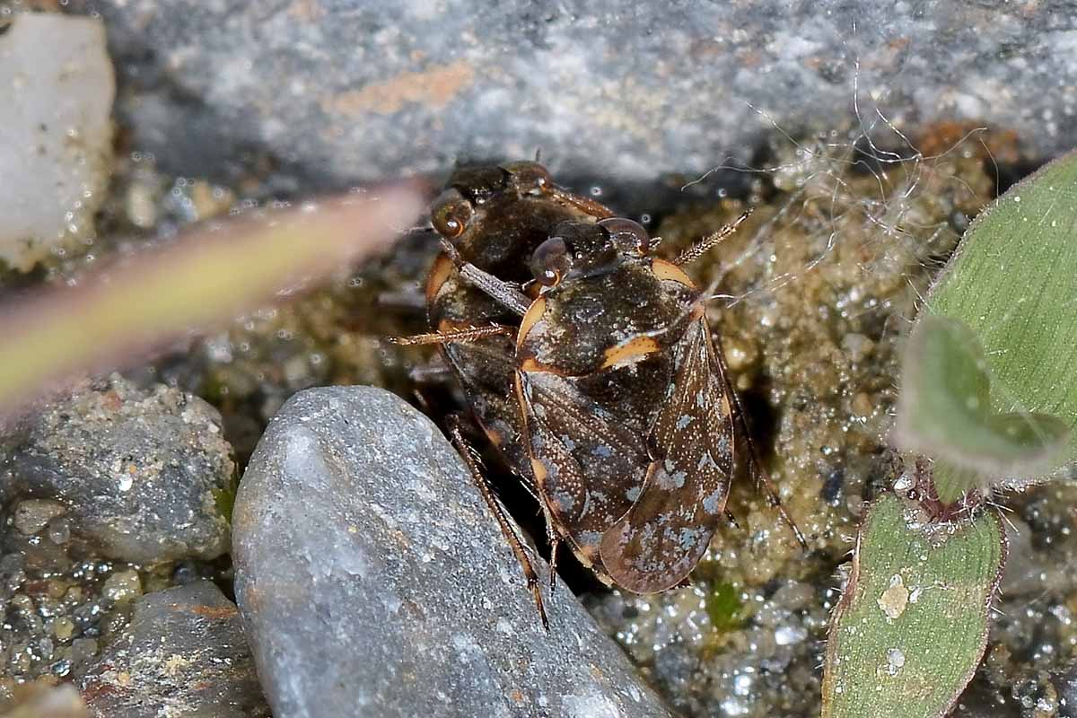 Da determinare: Ochterus marginatus